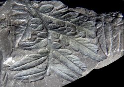 Mariopteris sauveurii